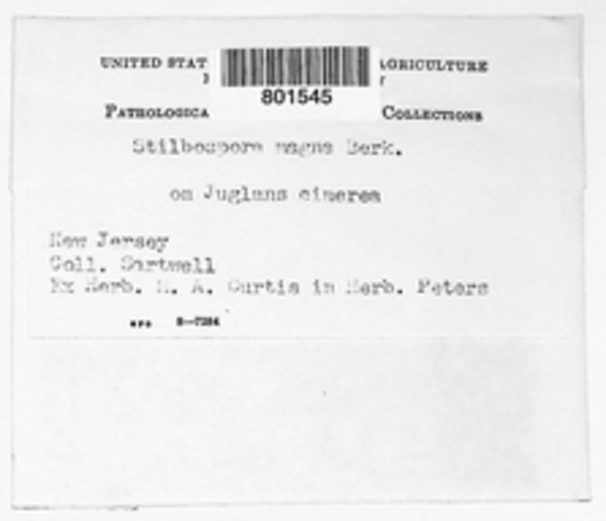Stilbospora magna image